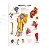 Anatomy Chart: Shoulder and Elbow